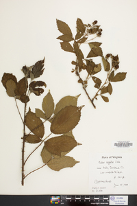 Rubus argutus image