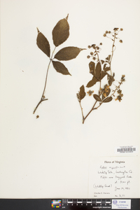 Rubus argutus image