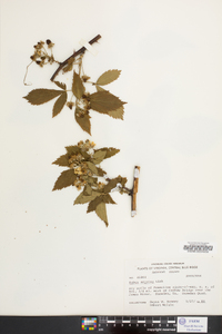 Rubus argutus image