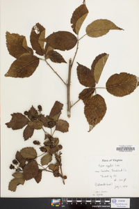 Rubus argutus image