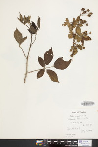 Rubus argutus image