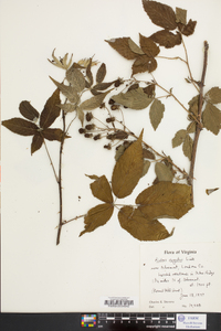 Rubus argutus image