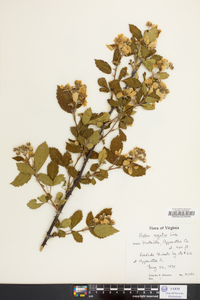 Rubus argutus image