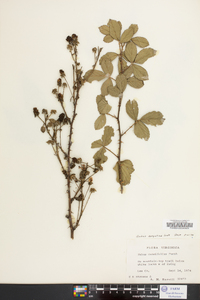 Rubus argutus image