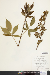 Rubus argutus image