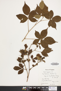 Rubus argutus image