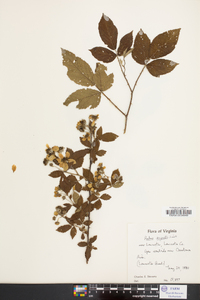 Rubus argutus image