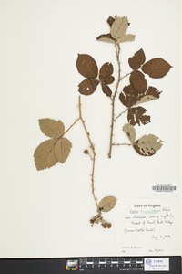 Rubus cuneifolius image