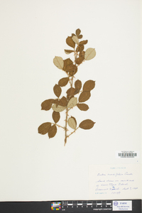 Rubus cuneifolius image