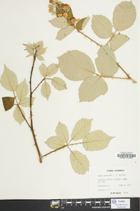 Rubus discolor image