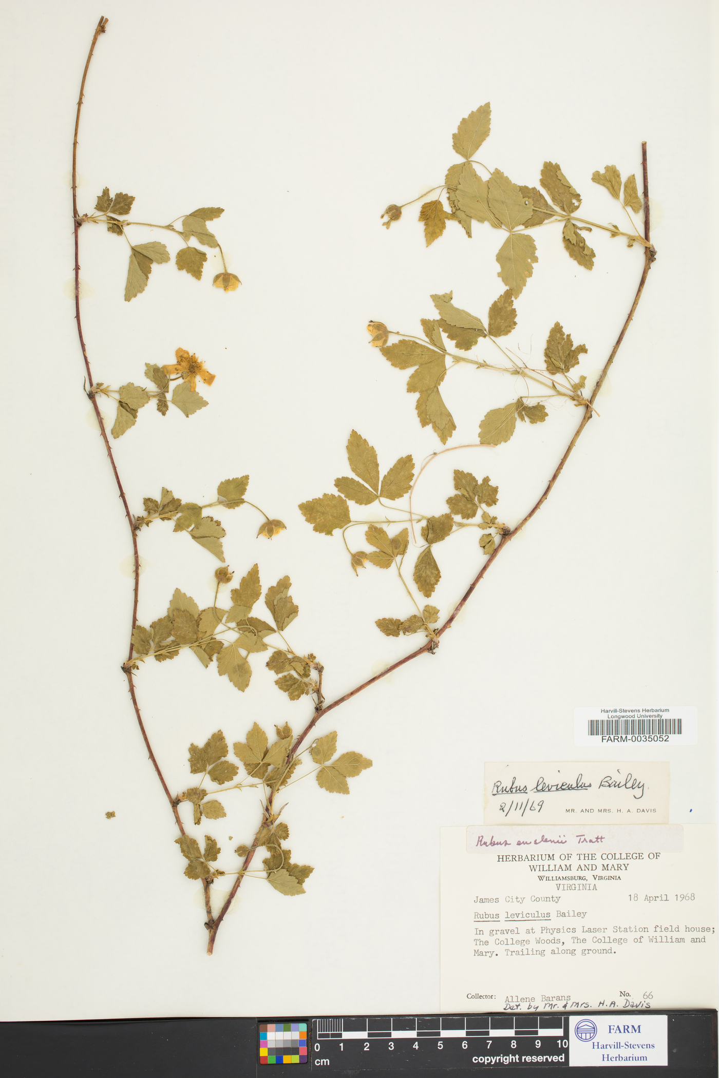 Rubus leviculus image