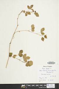 Rubus hispidus image