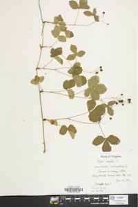 Rubus hispidus image