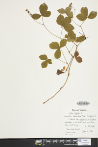 Rubus hispidus image