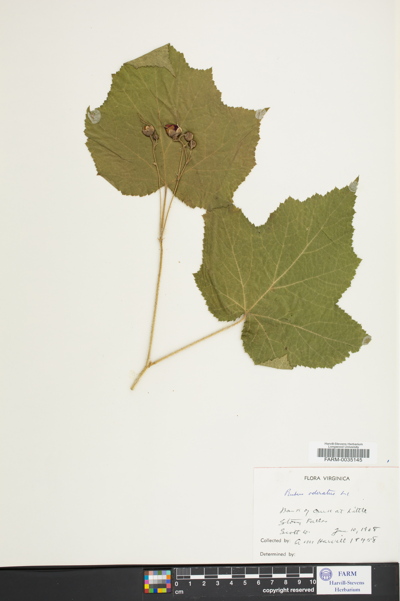 Rubus odoratus image