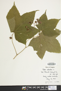 Rubus odoratus image