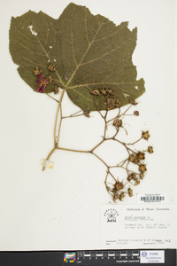 Rubus odoratus image