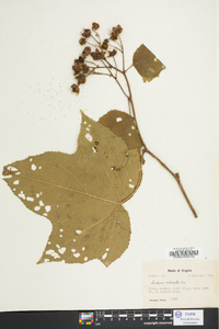 Rubus odoratus image