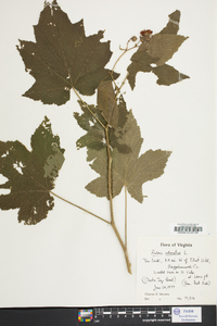 Rubus odoratus image