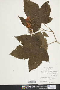 Rubus odoratus image