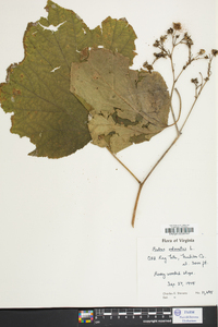 Rubus odoratus image