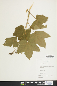 Rubus odoratus image