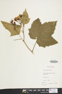 Rubus odoratus image