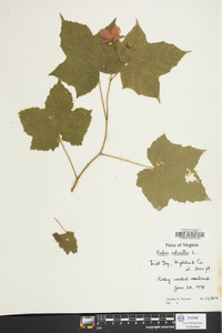 Rubus odoratus image