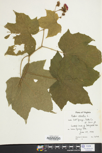 Rubus odoratus image