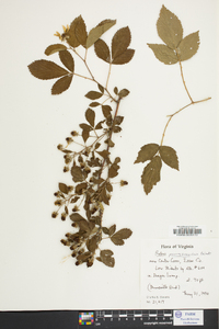 Rubus pensilvanicus image