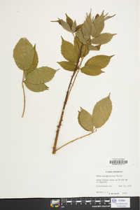 Rubus pensilvanicus image