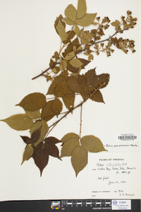 Rubus pensilvanicus image