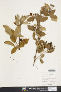 Rubus pensilvanicus image