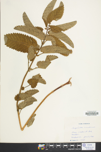 Sanguisorba canadensis image