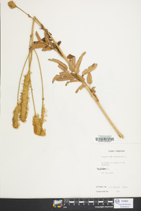 Sanguisorba canadensis image