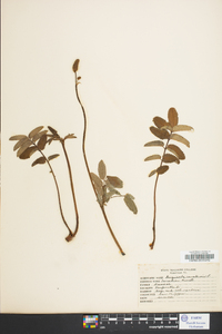 Sanguisorba canadensis image