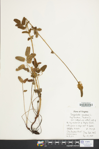 Sanguisorba canadensis image