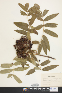 Sorbus americana image