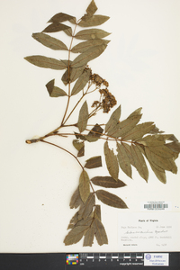 Sorbus americana image