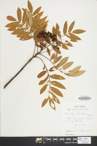 Sorbus americana image