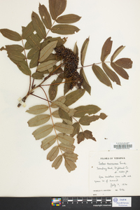 Sorbus americana image