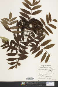 Sorbus americana image