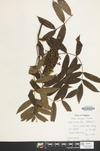 Sorbus americana image