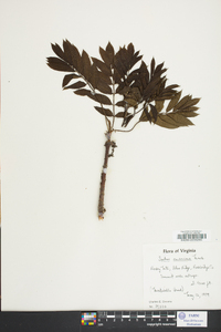 Sorbus americana image