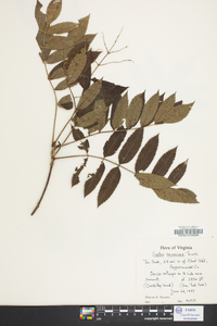 Sorbus americana image