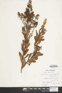 Spiraea alba image