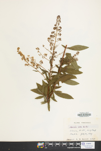 Spiraea alba image