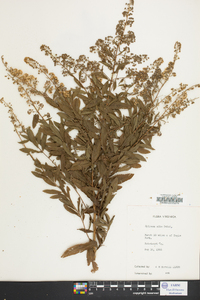 Spiraea alba image