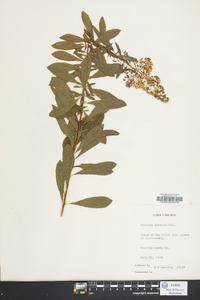 Spiraea alba image