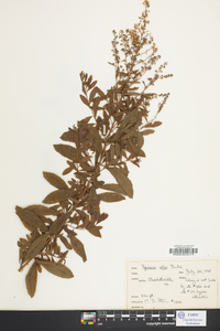 Spiraea alba image